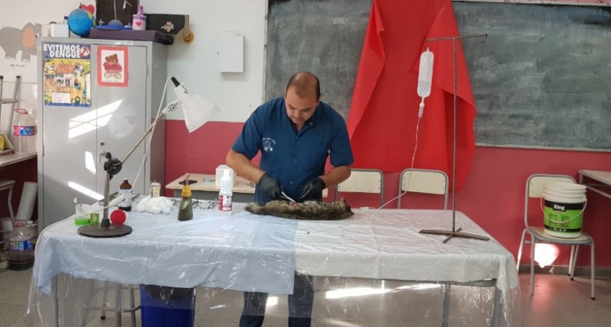 JORNADAS DE CASTRACIÓN PARA MASCOTAS A BAJO COSTO