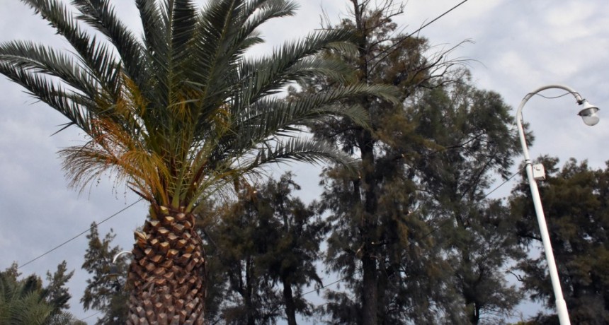 LIMPIEZA Y DESMOCHADO DE CASUARINAS EN INMEDIACIONES AL PASEO LUIS LANDRISCINA