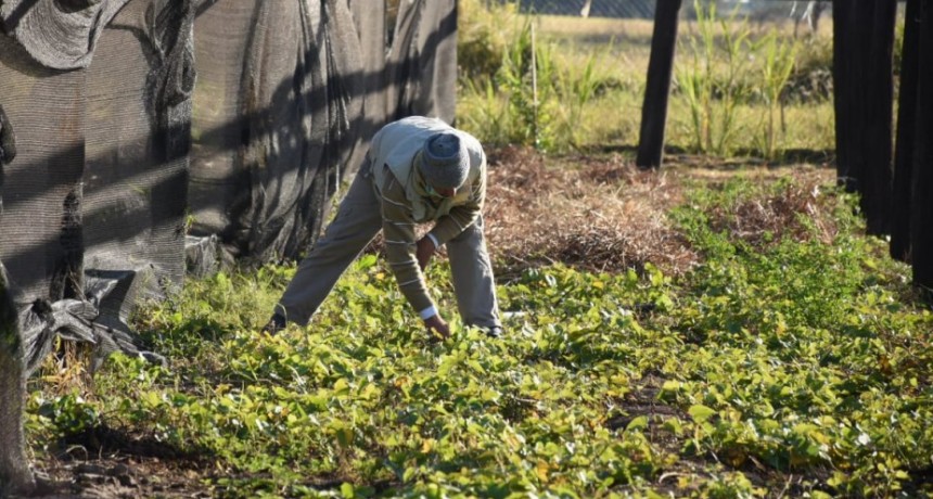 EL MUNICIPIO CERRÓ LA CAMPAÑA DE ENTREGA GRATUITA DE PLANTINES CON MÁS DE 2500 FAMILIAS BENEFICIADAS