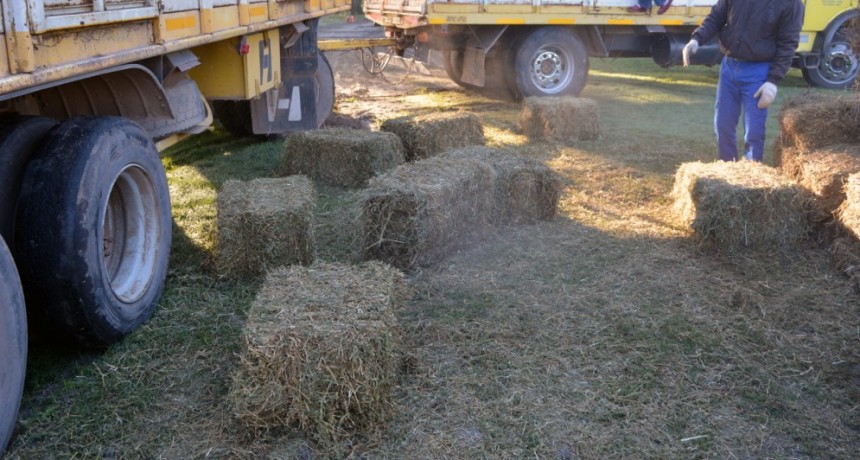 ENTREGA FARDOS DE ALFALFA A PEQUEÑOS PRODUCTORES