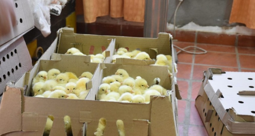 EL MUNICIPIO REALIZA LA ENTREGA DE POLLOS PARRILLEROS A BAJO COSTO