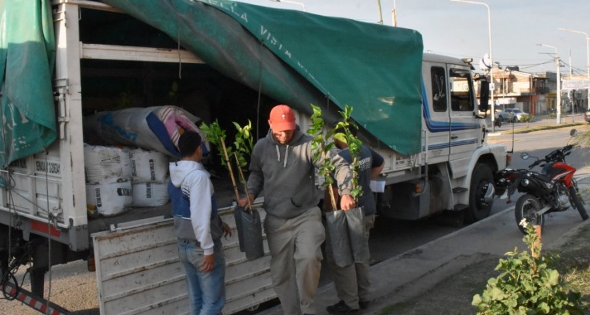 MUNICIPIO REALIZA VENTA DE PLANTINES DE CÍTRICOS
