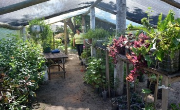 MEDIO AMBIENTE OFRECE PLANTINES GRATUITOS PARA REFORESTAR LA CIUDAD