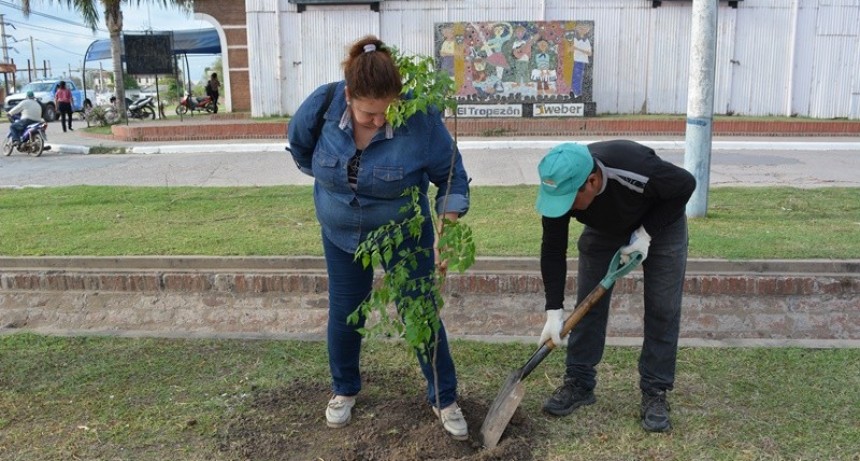 SECRETARÍA DE MEDIO AMBIENTE MUNICIPAL COMENZÓ A FORESTAR LAS AVENIDAS DE LA CIUDAD