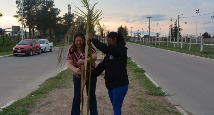 “ESTAMOS REPONIENDO LAS PALMERAS ROBADAS, NO VAMOS A BAJAR LOS BRAZOS PORQUE TRABAJAMOS PARA LA MAYORÍA DE LA COMUNIDAD”