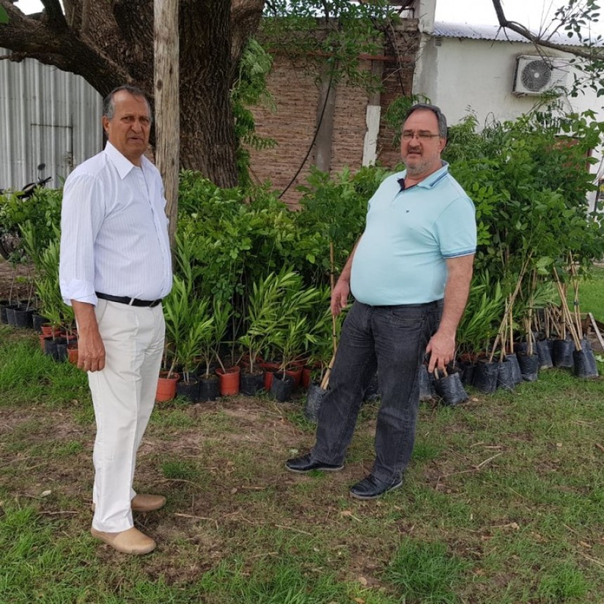 LLEGARON 700 PLANTAS MÁS PARA SEGUIR FORESTANDO LAS AVENIDAS DE VILLA ÁNGELA