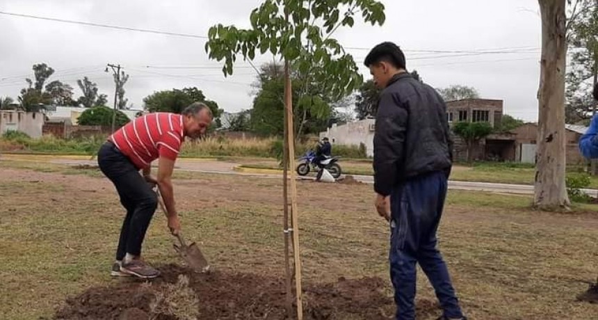 EL INTENDENTE PAPP SUPERVISÓ LA REFORESTACIÓN EN AVENIDAS