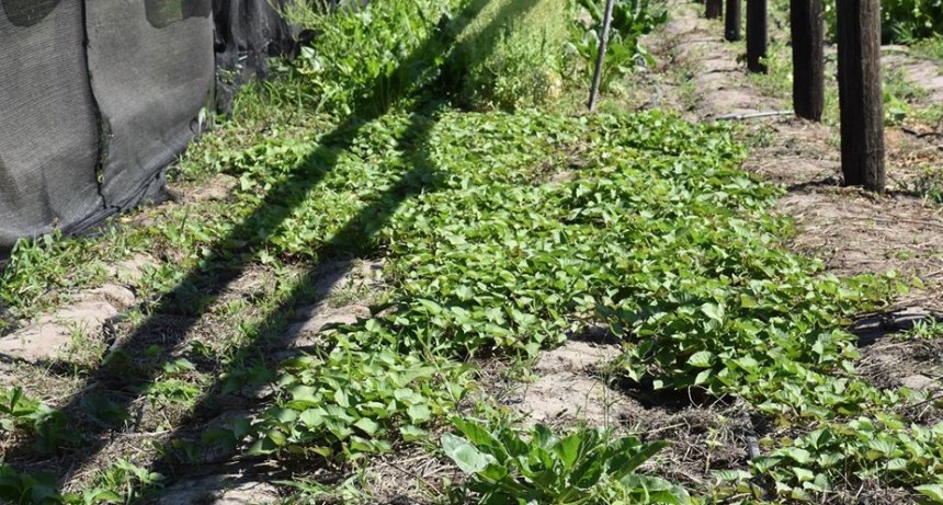 LA AGENCIA DE DESARROLLO LOCAL ENTREGA GRATUITAMENTE 20 MIL PLANTINES ENTRE HOY Y MAÑANA